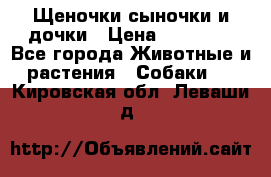 Щеночки-сыночки и дочки › Цена ­ 30 000 - Все города Животные и растения » Собаки   . Кировская обл.,Леваши д.